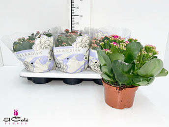 P. Kalanchoe B Ge C Mixto 4 Kl 15/26cm  "CC6"