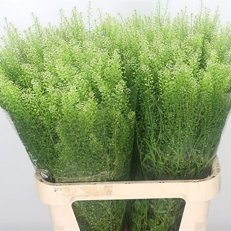 Lepidium Thlaspy Italia Gree Dragon 70cm 35gr "T20"