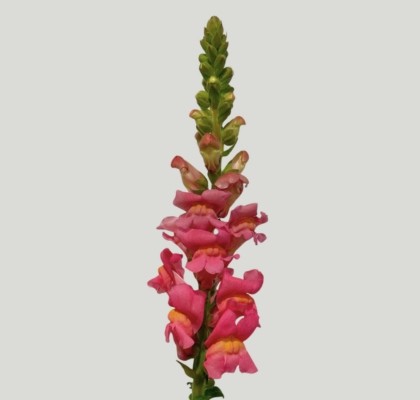 Antirrhinum Italia Cherry Rose 80cm