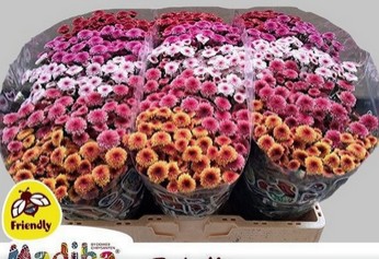 Santini Mad. Mixta Tyolo 1100gr "T25"