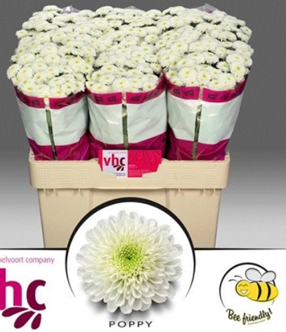 Santini Poppy 1000gr "T25" Bl.