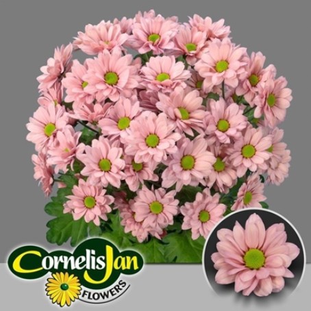 Margarita Hol. Resq Salmon 90gr