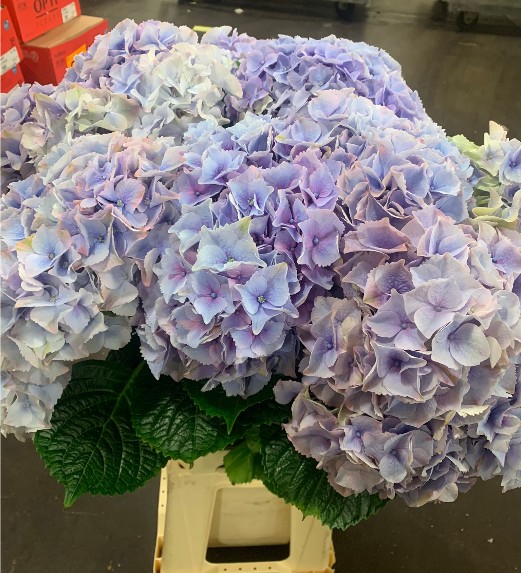 Hortensia Hol. My Riviera 50cm �16/18 Azul