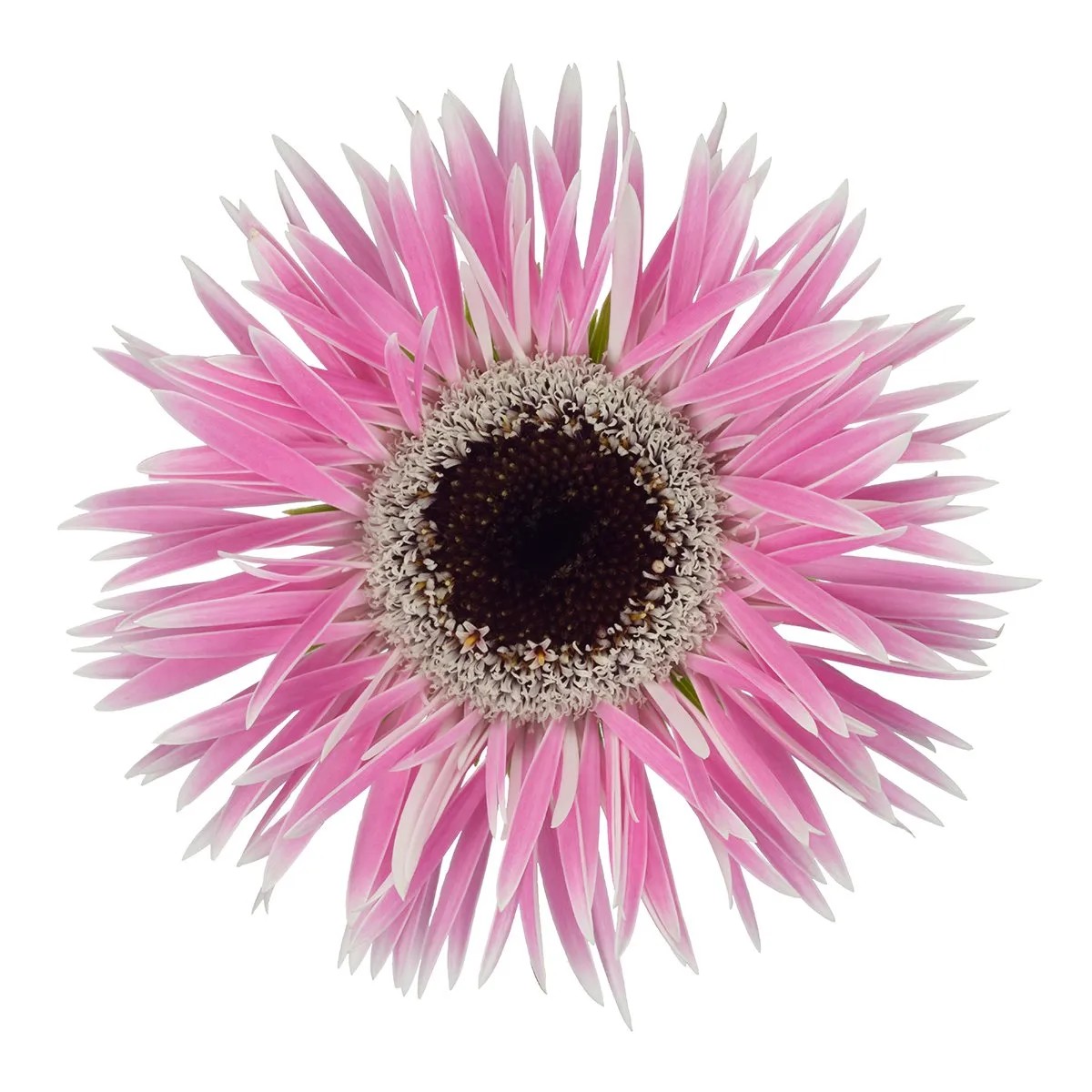 Gerbera Mini Hol. Gerspider Punki Olinda "T20"
