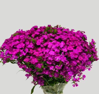 Dianthus Barbatus Italia Am Neon Purple 60cm "T60"