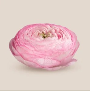 Ranunculos Ecu. Elegance Rosa 45cm