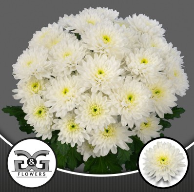 Margarita Hol. Lumen 75gr Bl