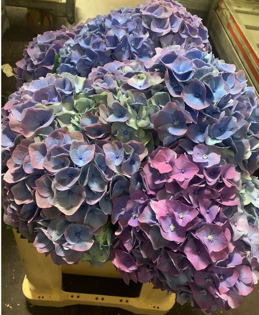Hortensia Hol. My Minerva 80cm �20/22 Malva