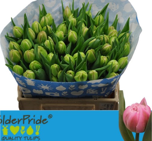 Tulipan Hol. Atlanta 35cm Rs.