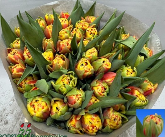 Tulipan Hol. Cannonball 45cm