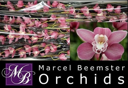 Cymb Mini Isabel Sande 60cmRs.