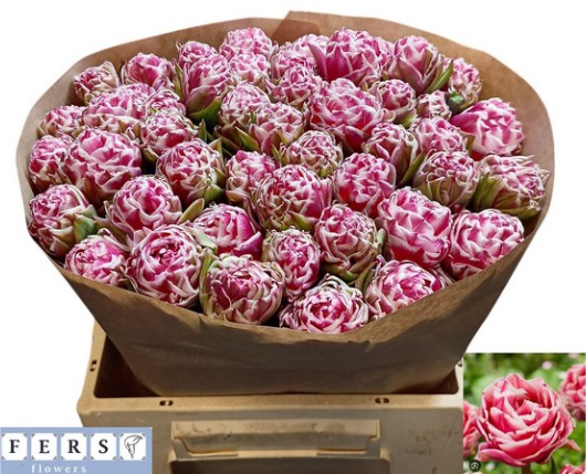 Tulipan Hol. Lets Dance 40cm Rs.