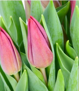 Tulipan Hol. Loyalty 40cm Rs.