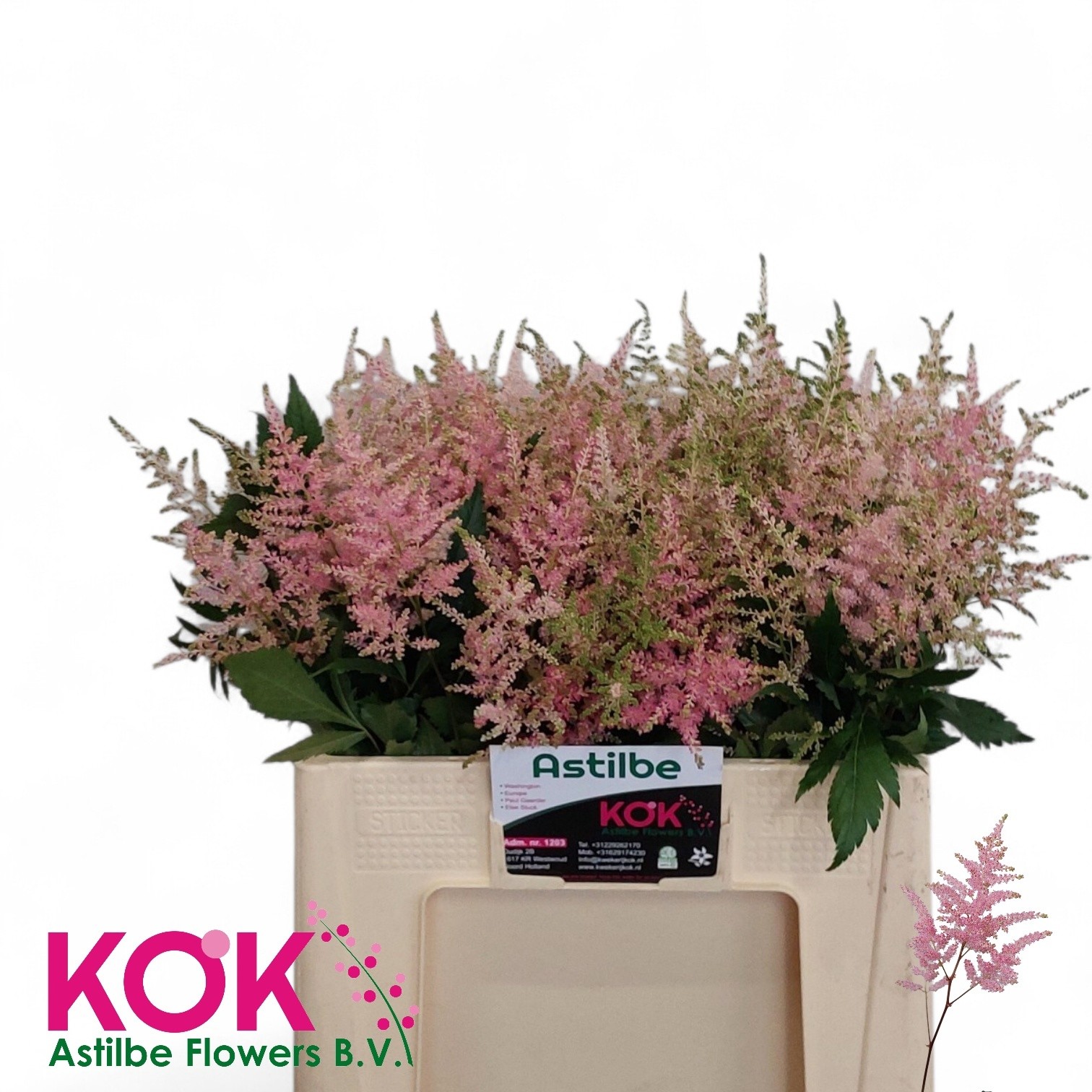 Astilbe Donker Roze "KOK" 55cm