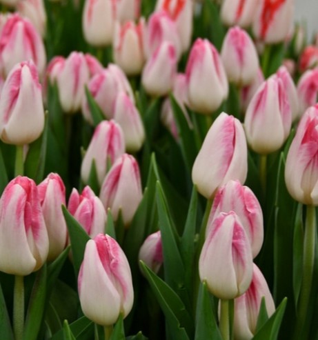 Tulipan Hol. Sinfonie 40cm Rs.