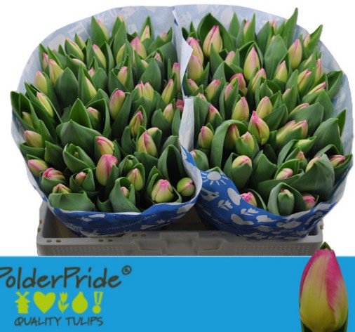 Tulipan Hol. Toy 40cm Rs.