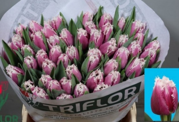 Tulipan Hol. Dentado Overig 40cm Rs.