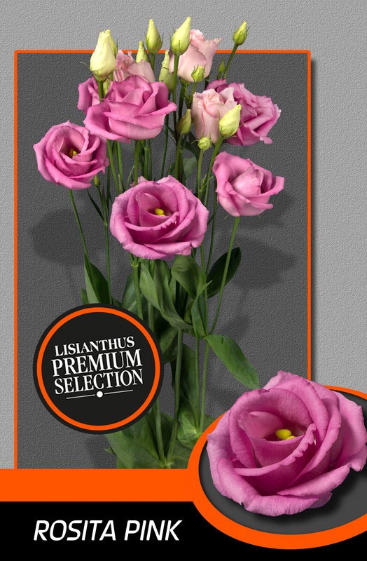 Lisiantus Hol. Rosi Rose Pink 70cm 55gr "Waalzicht "