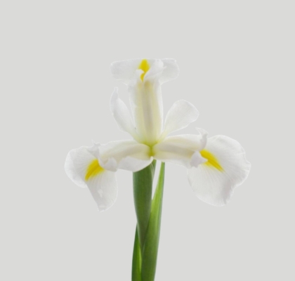 Iris Casablanca 55cm 40gr "T50"
