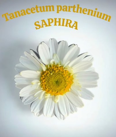 Tanacetum Saphira Manzanilla 65cm 650gr "T25"