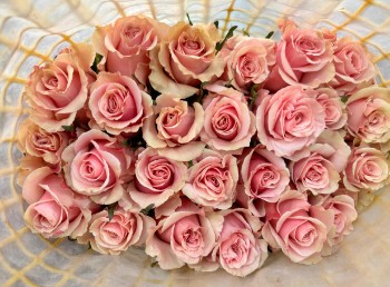 Rosa Ecu. Sweet Mondial 60cm