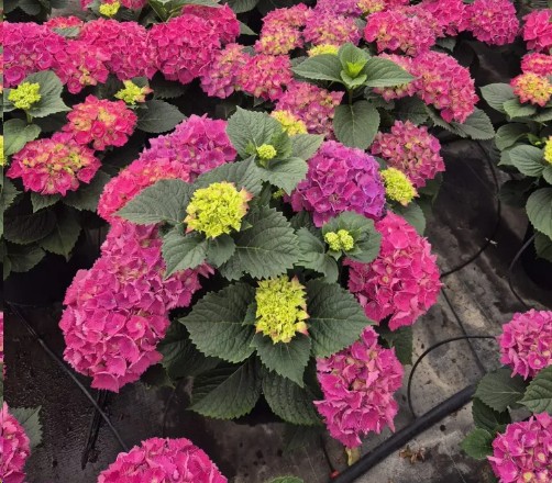 P. Hortensia Nac. Lila-Fresa 21/60cm x5  -Mesado-