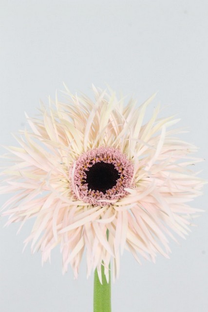 Gerbera Hol. Gerspider Cream Springs "T25"