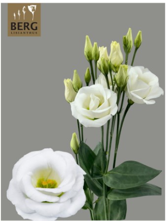 Lisiantus Hol. Rosi White 70cm 55gr "BERG"