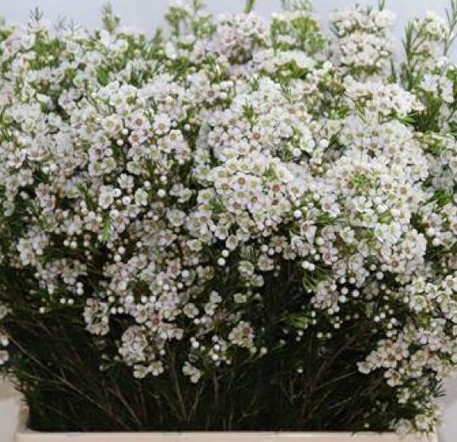 Flor Cera Hol. Un Eve 60cm 40gr Bl. "T25"