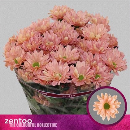 Margarita Hol. Katinka Salmon 65gr