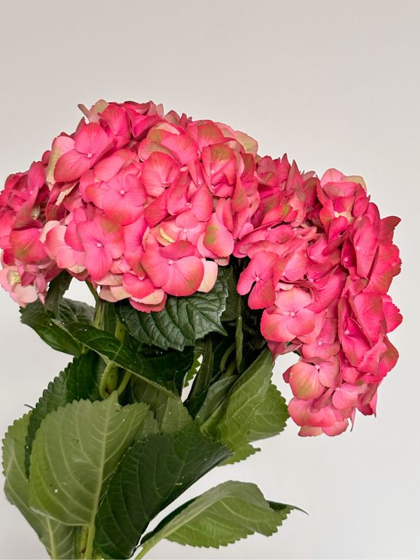 Hortensia Hol. My Inferno 80cm �18/20 Rs.