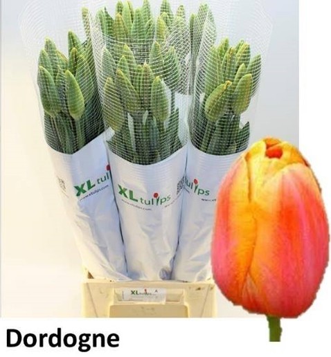 Tulipan Frances Dordogne 55cm Bic.