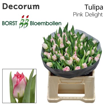 Tulipan Hol. Doble Pink Delight 40cm Rs.
