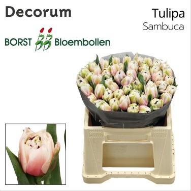 Tulipan Hol. Doble Sambuca 40cm Rs.