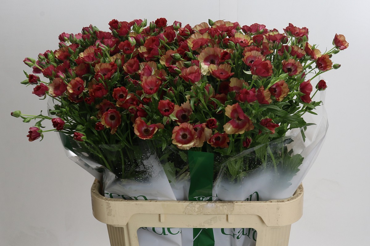 Ranunculos Magical Cinnamon "AAA" 70cm 80gr "T20"