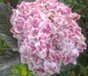 Hortensia Premium Antic Red Pepermint 60cm �17/18