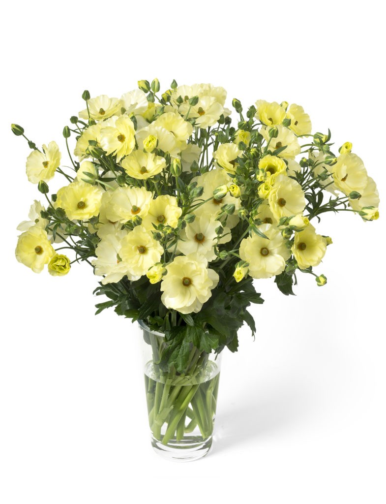 Ranunculos Hol. Butterfly Helios 70cm 45gr "T10"