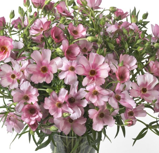 Ranunculos Hol. Butterfly Lycia 60cm 40gr "T10"