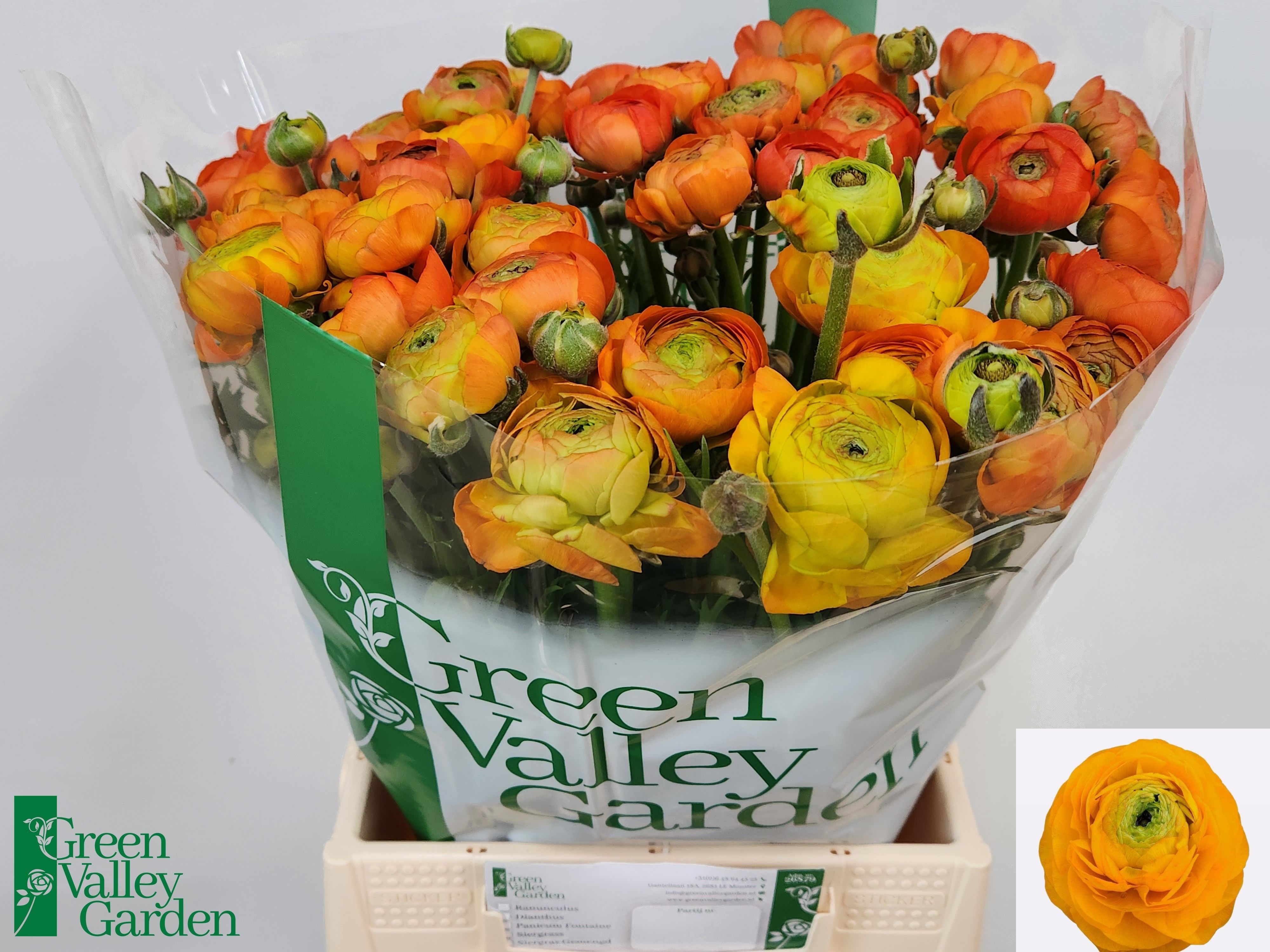 Ranunculos Hol. Aazur Orange 45cm 30gr