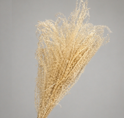 Miscanthus Seco Blanco 100cm (12 Tallos)