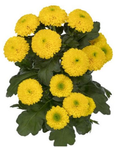 Margarita Hol. Letibe 95gr Am.