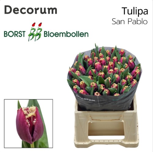 Tulipan Hol. Dentado San Pablo 35cm Fuc.