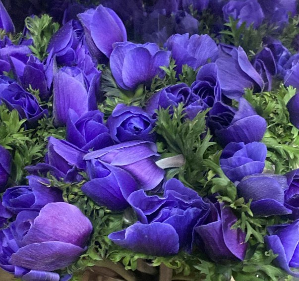 Anemona Nac. Mistral Blue 40cm