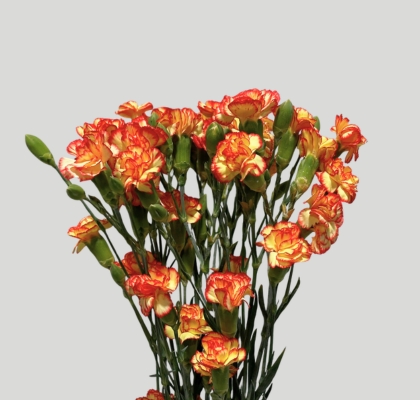 Clavel Mini Bicolor Naranja (7 Dias - 2�)