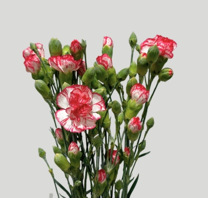 Clavel Mini Bicolor Rosa (7 Dias - 2�)