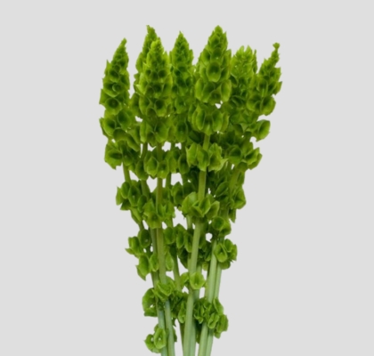 Moluccella Italia 80cm (7 Dias - 2�)