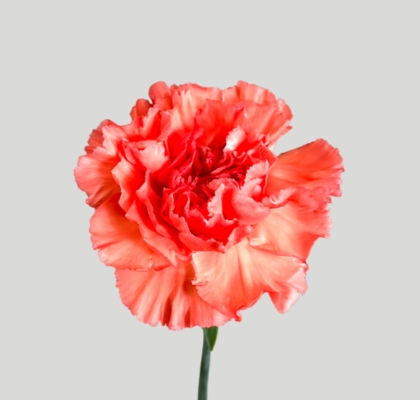 Clavel Nac. 70cm Fama (Coral) (7 Dias - 2�)