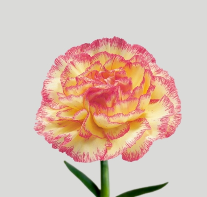 Clavel Nac. 70cm Alibaba Bic. (7 Dias - 2�)