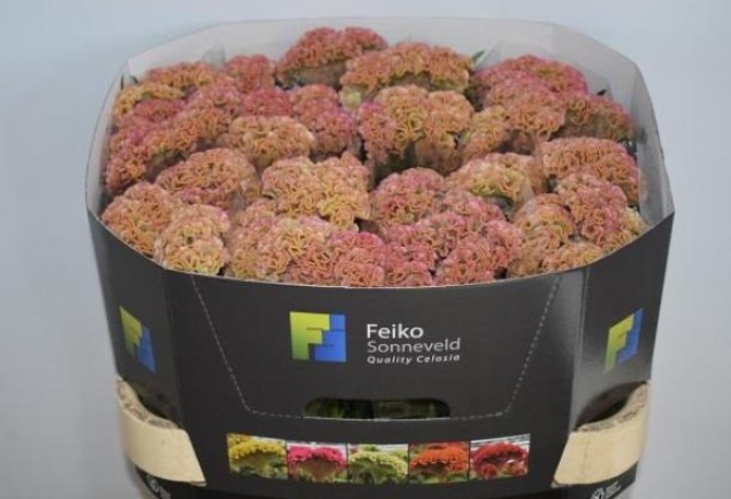 Celosia Cresta Reprise Rose 70cm (7 Dias - 2�)