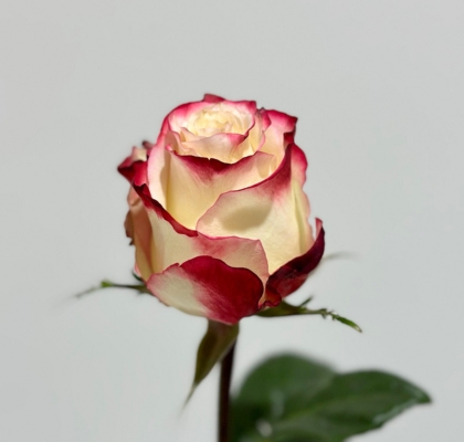 Rosa Col. Sweetness 60cm (7 Dias - 2�)